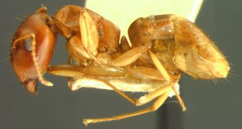 Media type: image; Entomology 21553   Aspect: habitus lateral view